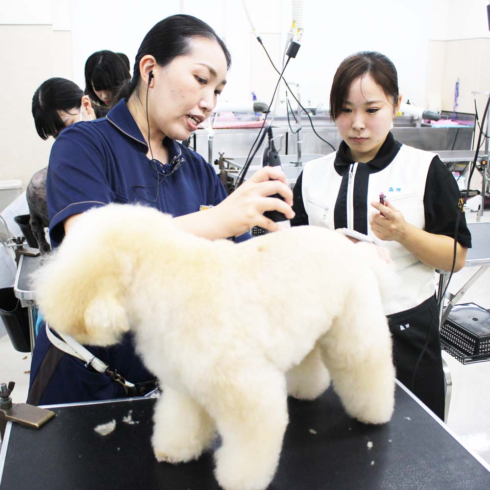 ２年生、お客様犬のトリミング☆